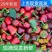 内蒙古沙地红薯-红干椒货源充足。价格合理，有需要的联系我。