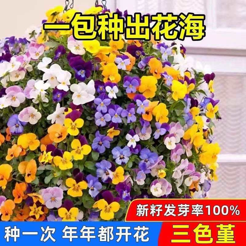 三色堇花种子四季开花七彩角堇花种子室内外阳台耐寒春播花草种子
