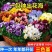 三色堇花种子四季开花七彩角堇花种子室内外阳台耐寒春播花草种子