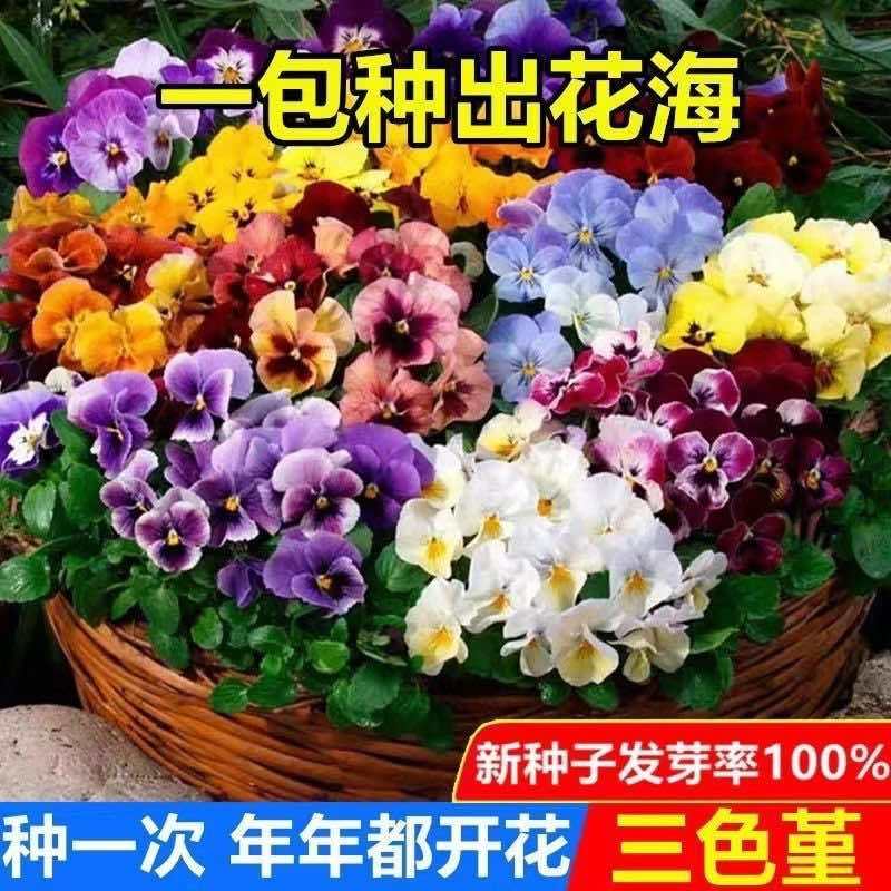 三色堇花种子四季开花七彩角堇花种子室内外阳台耐寒春播花草种子