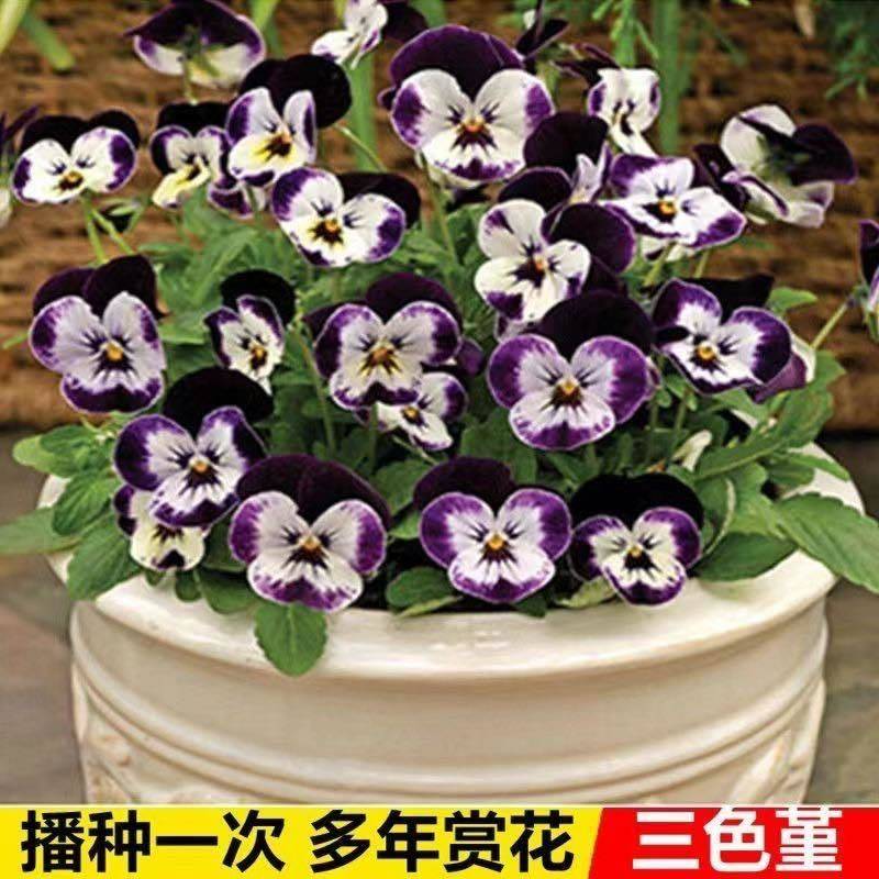 三色堇花种子四季开花七彩角堇花种子室内外阳台耐寒春播花草种子