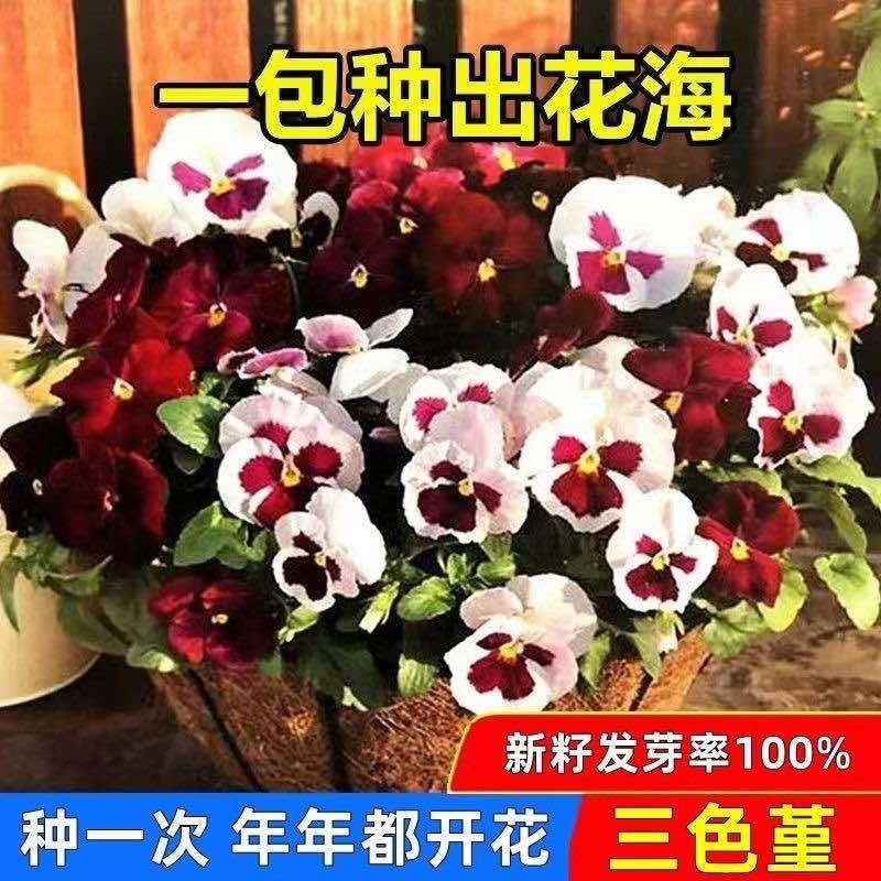 三色堇花种子四季开花七彩角堇花种子室内外阳台耐寒春播花草种子