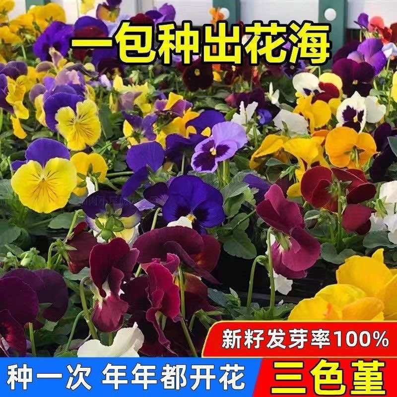 三色堇花种子四季开花七彩角堇花种子室内外阳台耐寒春播花草种子