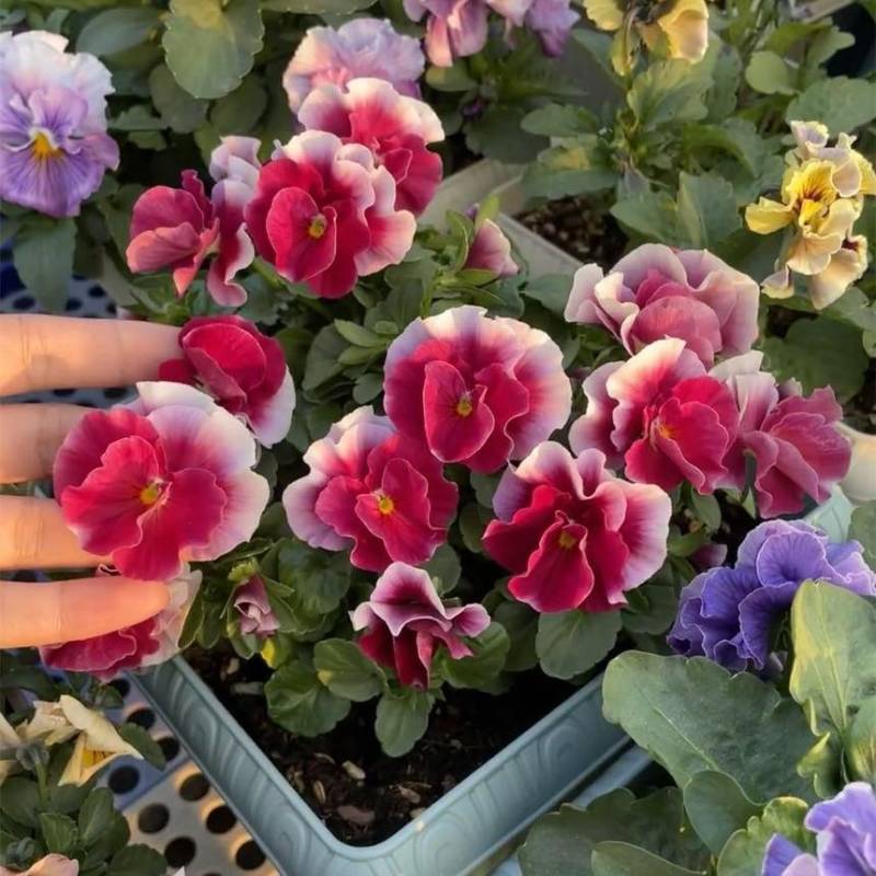 角堇种子三色堇蝴蝶花花籽耐寒热室内外庭院阳台盆栽懒人花卉种籽