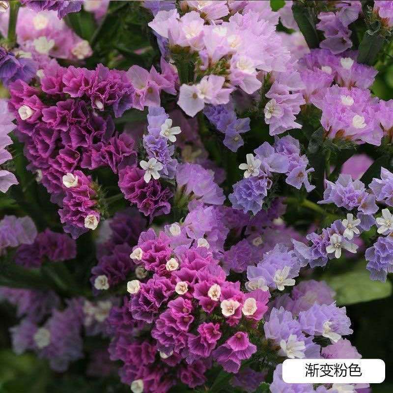 重瓣勿忘我四季易种室内阳台盆栽庭院观赏大花卉鲜花混色种子