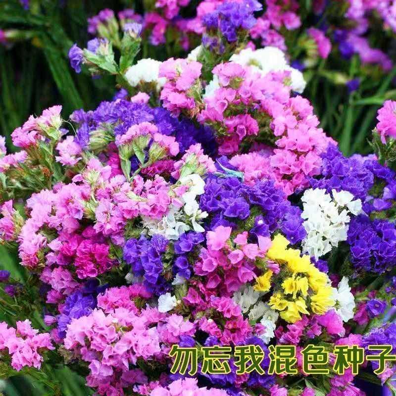 重瓣勿忘我四季易种室内阳台盆栽庭院观赏大花卉鲜花混色种子