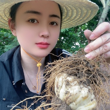 龙牙百合种球