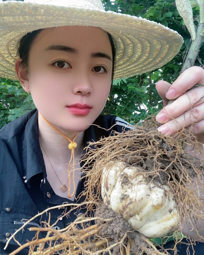 龙牙百合种球