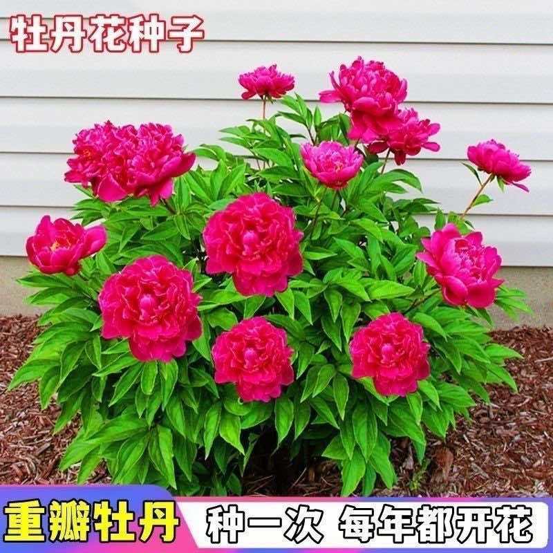 牡丹花种子洛阳牡丹花籽阳台庭院室内外种植各种花种子耐寒花种籽
