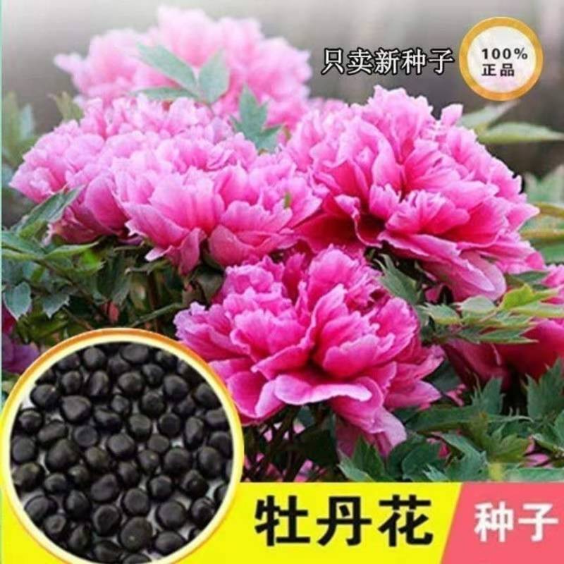 牡丹花种子洛阳牡丹花籽阳台庭院室内外种植各种花种子耐寒花种籽