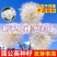 蒲公英种子野菜种植食用四季播种多年生种籽高产蔬菜种子