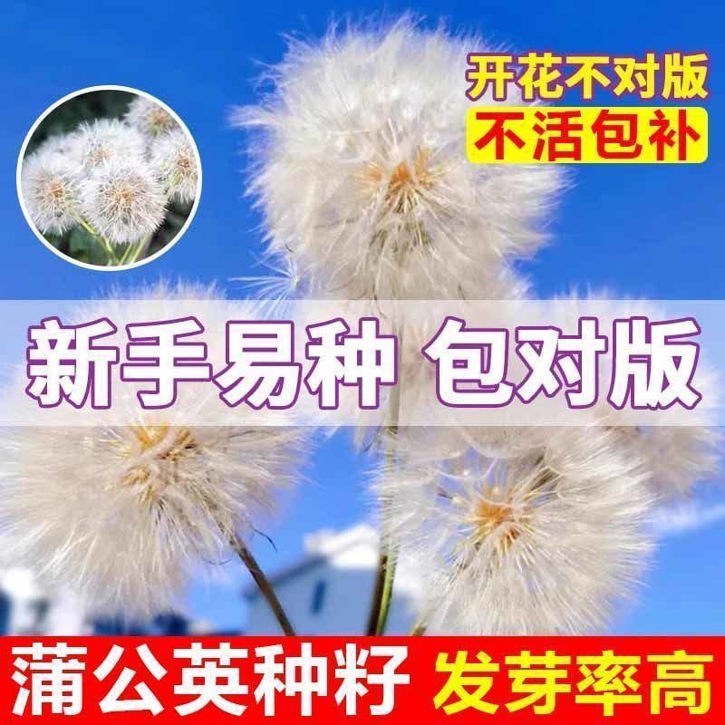 蒲公英种子野菜种植食用四季播种多年生种籽高产蔬菜种子