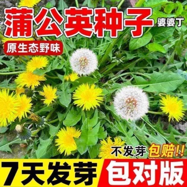 蒲公英种子野菜种植食用四季播种多年生种籽高产蔬菜种子