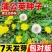 蒲公英种子野菜种植食用四季播种多年生种籽高产蔬菜种子