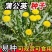 蒲公英种子野菜种植食用四季播种多年生种籽高产蔬菜种子