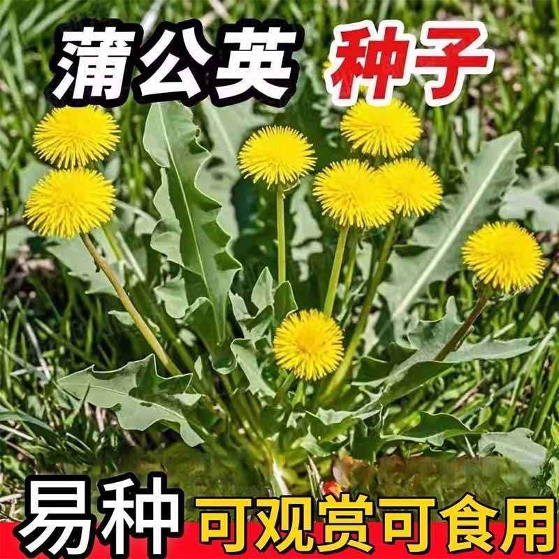 蒲公英种子野菜种植食用四季播种多年生种籽高产蔬菜种子