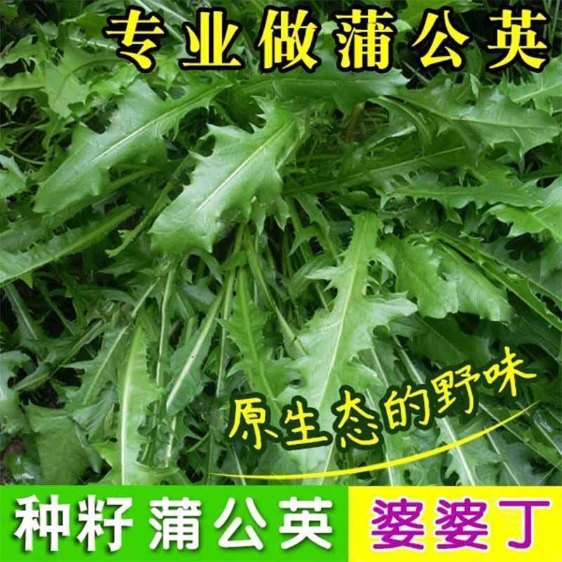 蒲公英种子野菜种植食用四季播种多年生种籽高产蔬菜种子