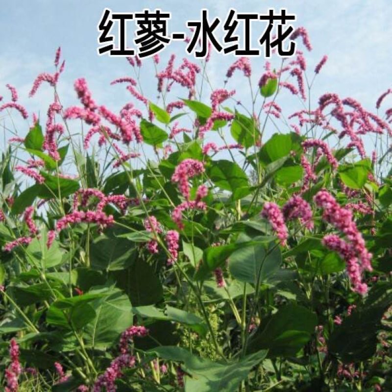 红蓼水红花狗尾巴花耐湿水生景观园林绿化