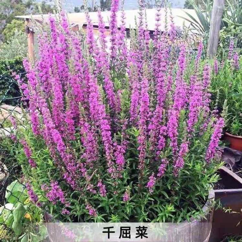 千屈菜种子水钟柳种子多年生宿根花种子四季易活庭院室外耐寒花籽