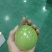 黄金百香果