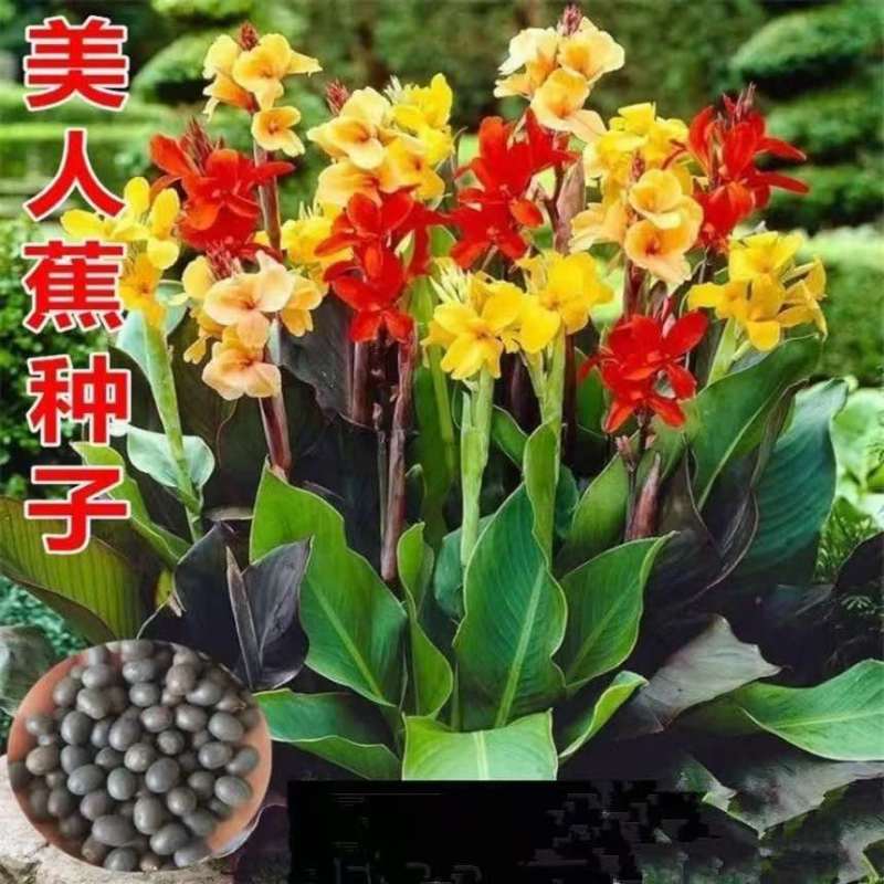 美人蕉种子小叶美人蕉种籽室外庭院花园绿化美观花卉家庭种植花籽