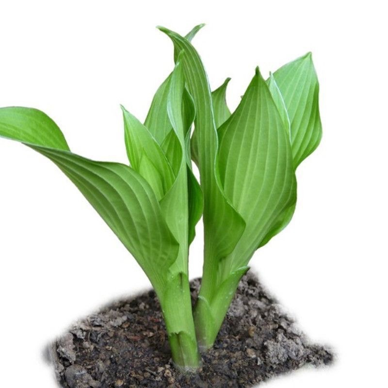 玉簪种子耐寒耐阴多年生玉春棒白鹤花玉泡花白玉簪籽种花种子种孑