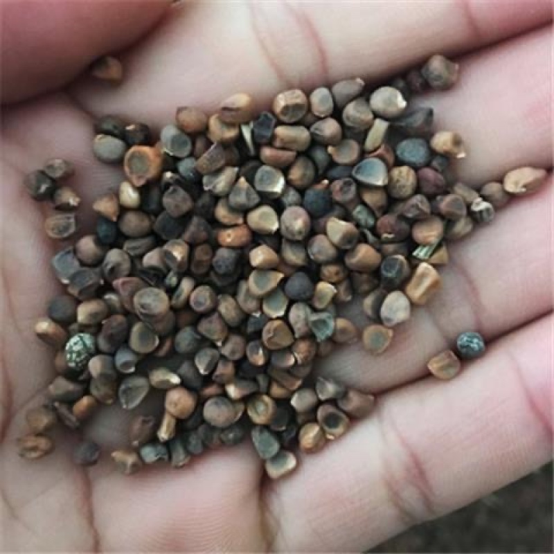 马兰花四季播种种子耐旱耐涝耐盐碱适应强