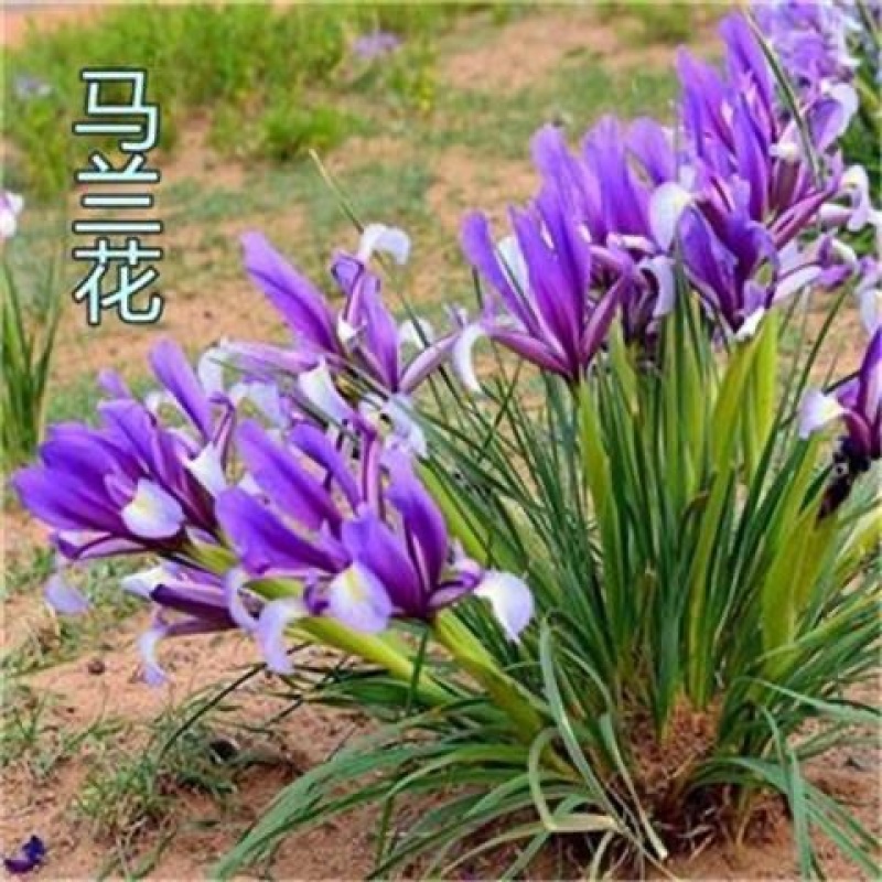 马兰花四季播种种子耐旱耐涝耐盐碱适应强