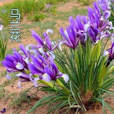 马兰花四季播种种子耐旱耐涝耐盐碱适应强