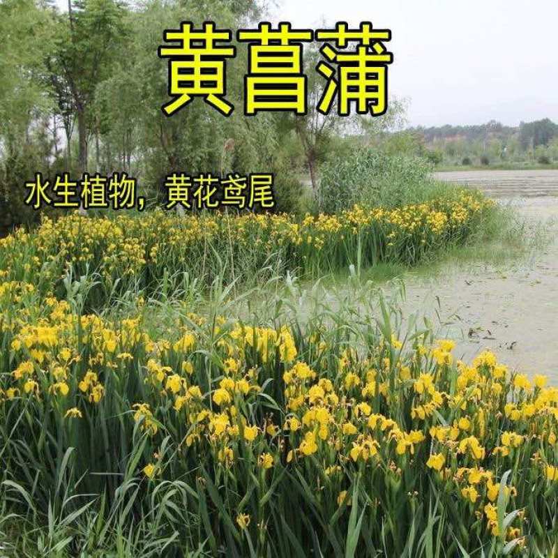 水生花卉植物黄菖蒲种子水烛花水生黄花鸢尾籽观赏价值极高