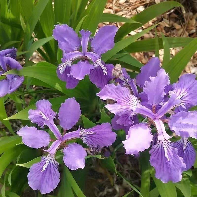 蓝花鸢尾种子蓝蝴蝶扁竹花德国鸢尾鸢尾花扁担花种子耐湿耐阴宿根
