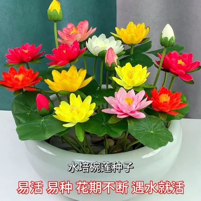【大粒已开口】精品多色碗莲种子耐寒耐热水培花荷花水养莲花易养