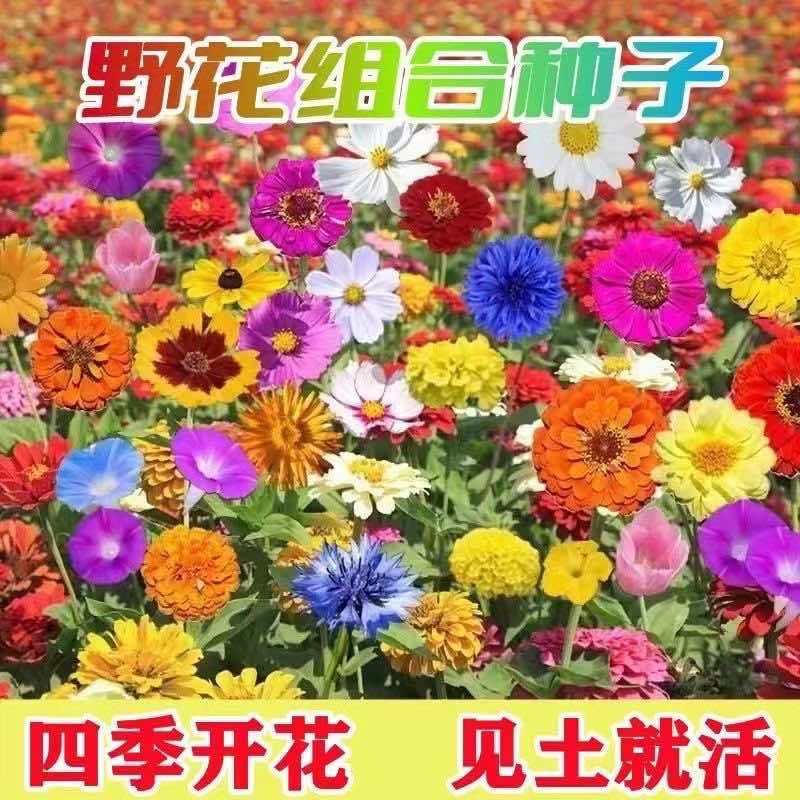 野花组合种子多年生耐阴耐旱四季门前种的花种籽南方易活四季开花