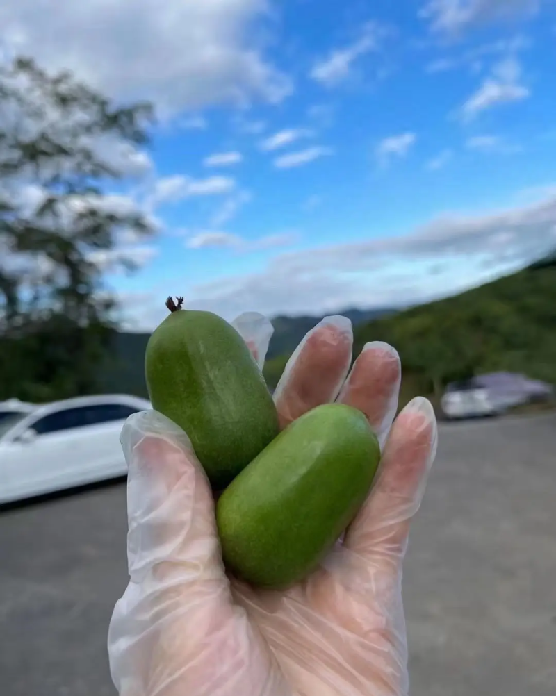 猕猴桃软枣，正值软枣成熟季节，非常甜不酸，不用吐种子！！