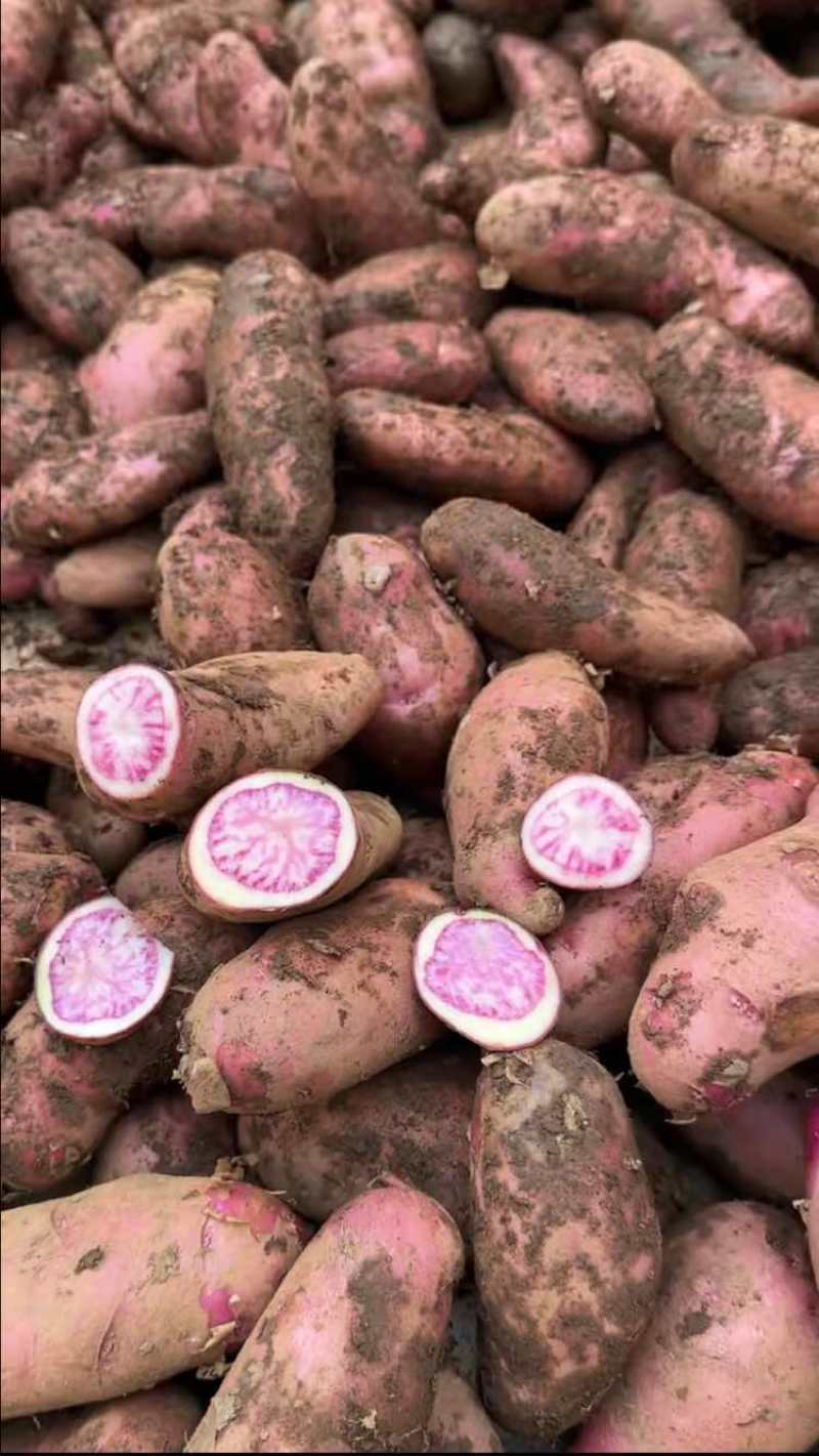 云南七彩花心土豆（老品种小耗子）非大牛角