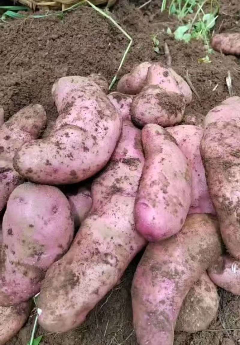 云南七彩花心土豆（老品种小耗子）非大牛角
