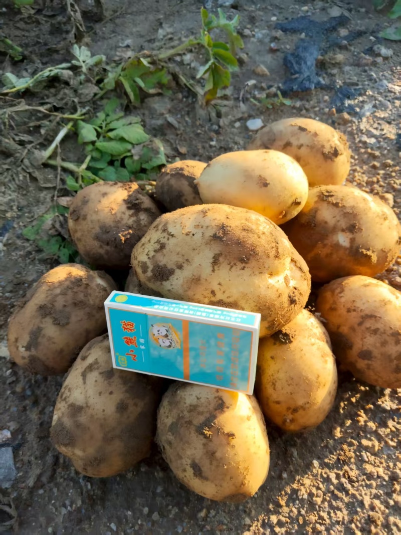 土豆，旭峰一号
