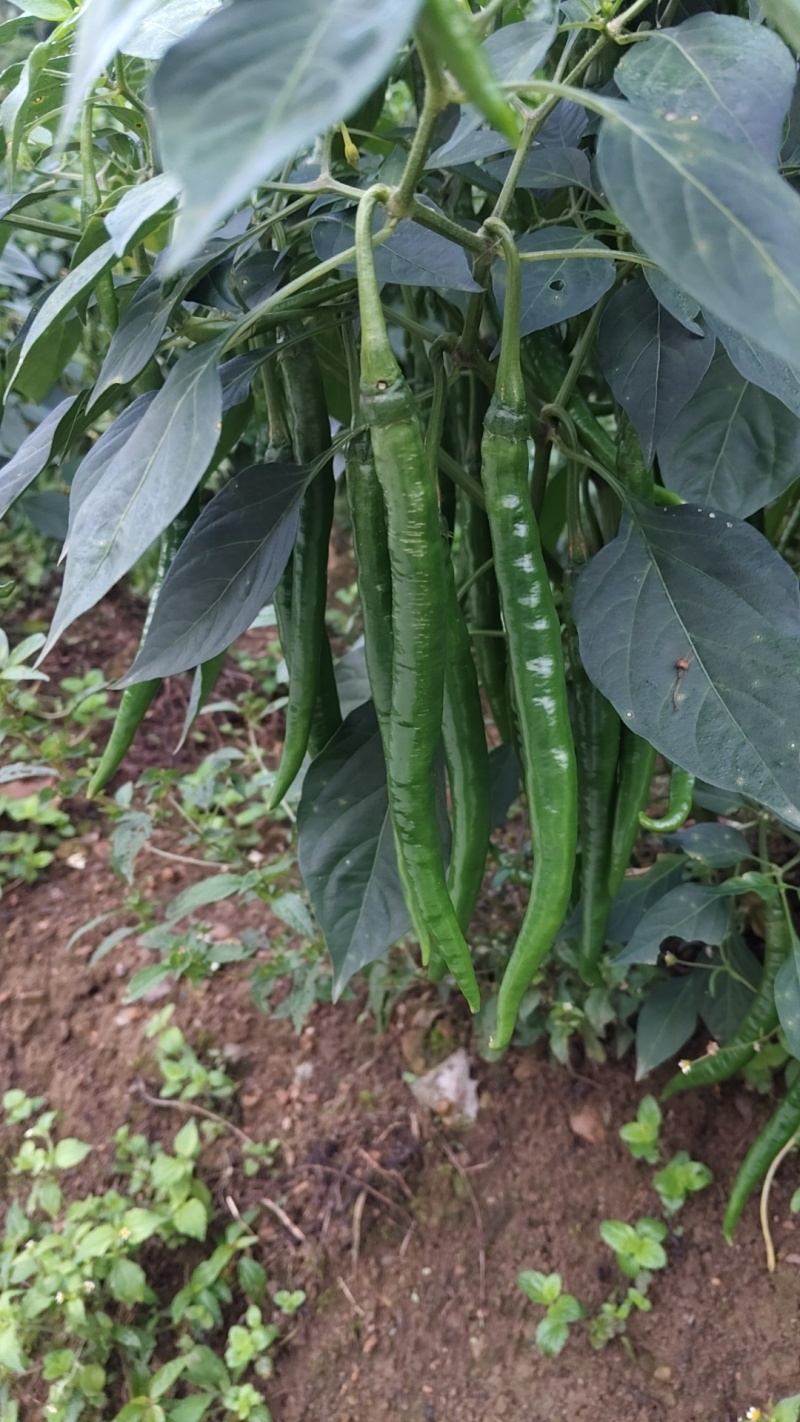 二荆条辣椒