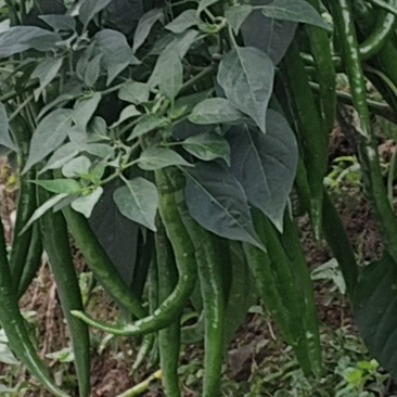 二荆条辣椒