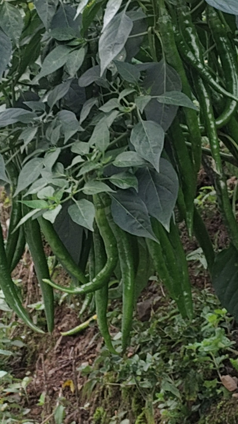 二荆条辣椒