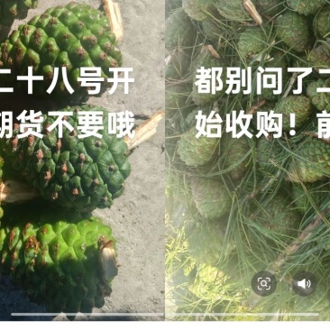 松子