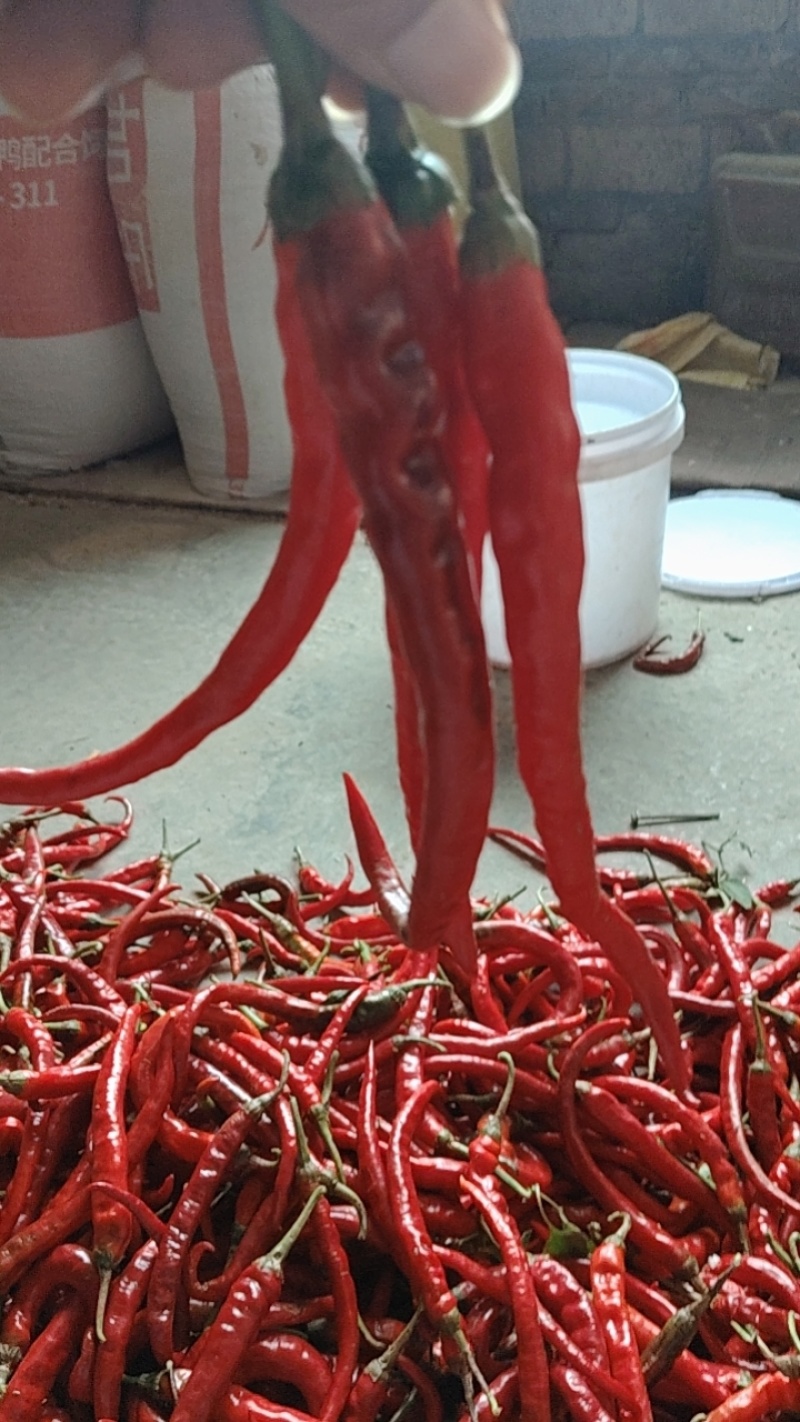 有线椒，螺丝椒，6号椒，8号椒