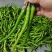 有线椒，螺丝椒，6号椒，8号椒