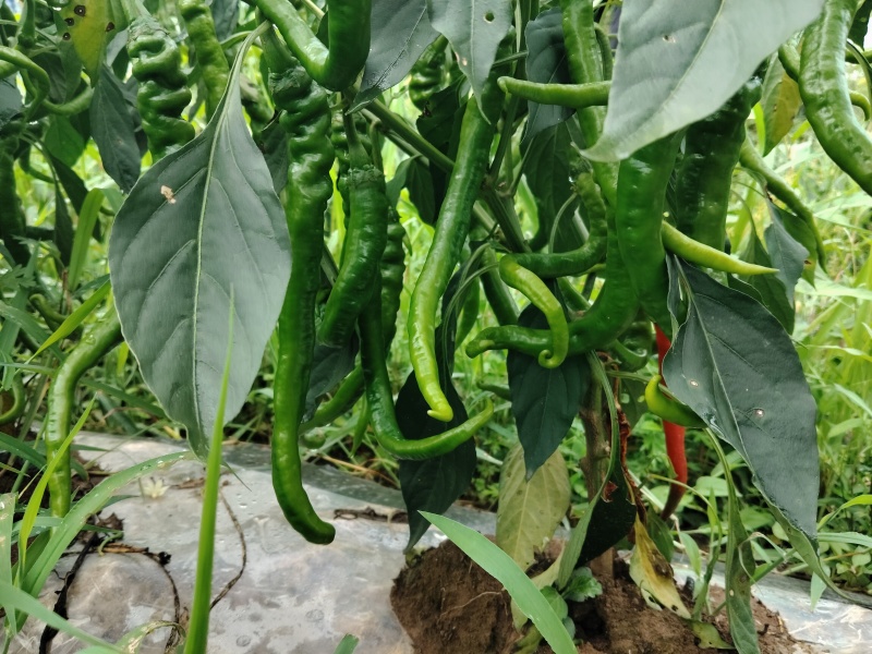 有线椒，螺丝椒，6号椒，8号椒