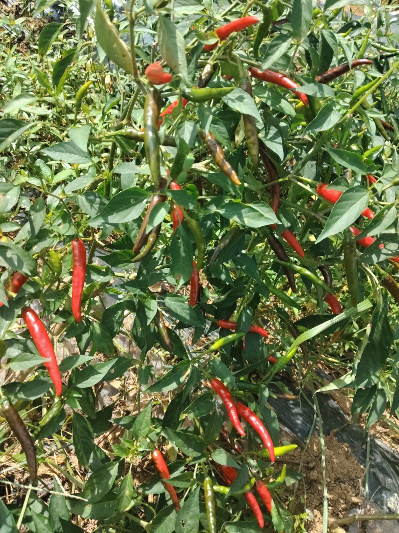 有线椒，螺丝椒，6号椒，8号椒