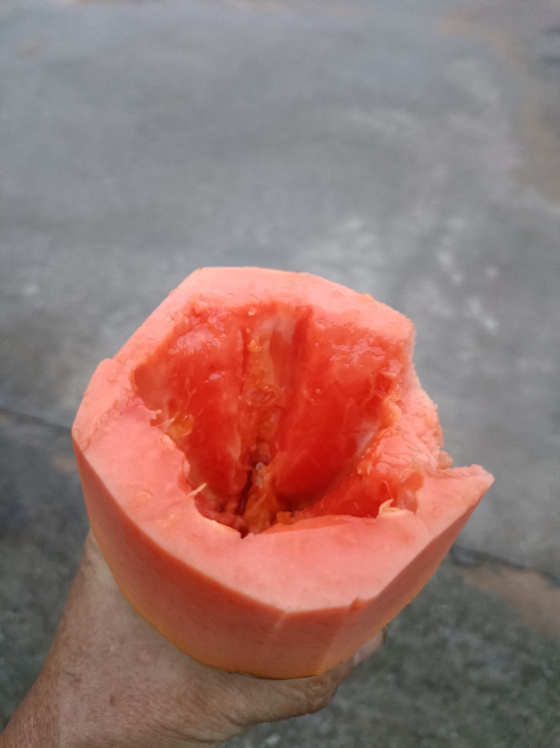 冰糖红心木瓜