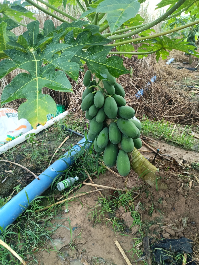 冰糖红心木瓜