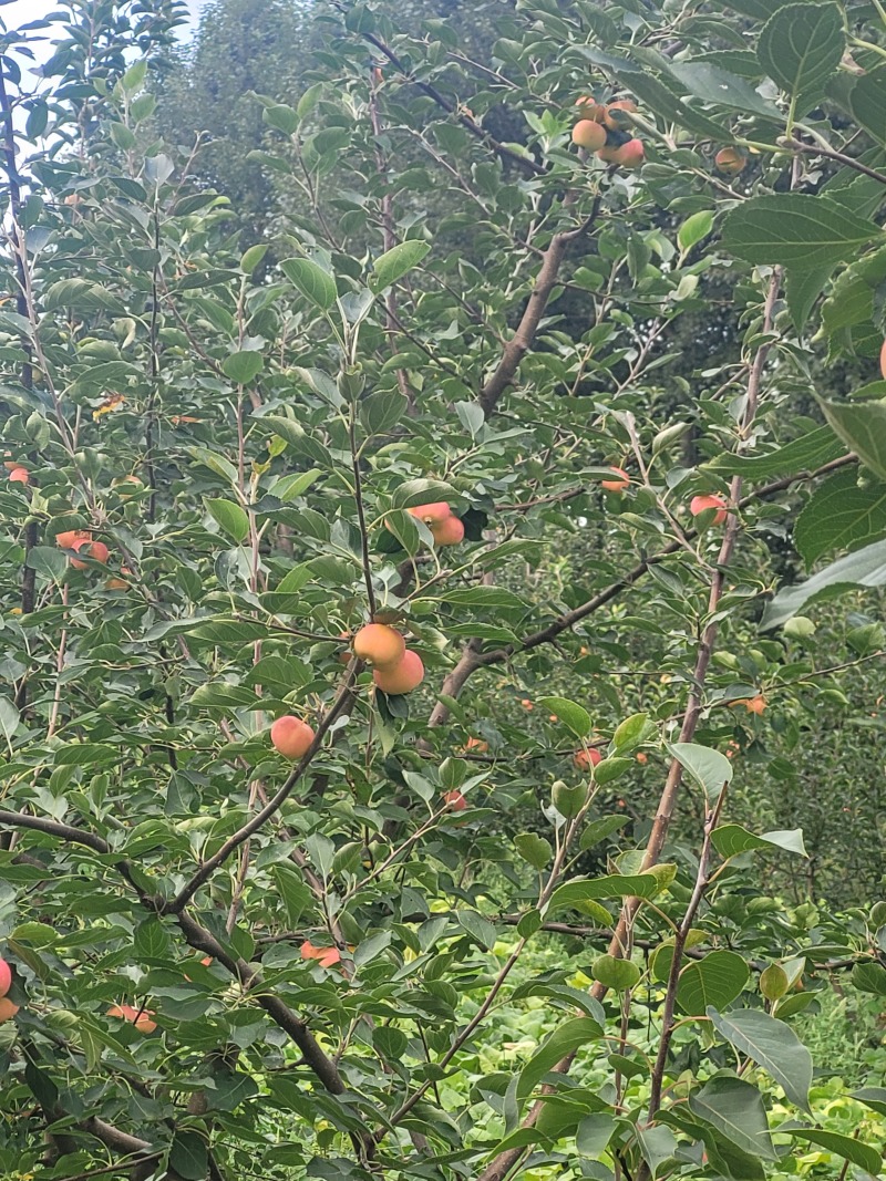 卖沙果