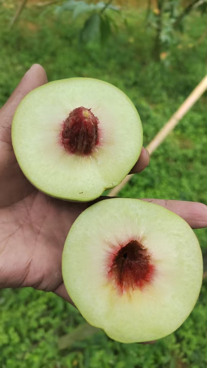 青桃大量上市。需要的速度
