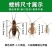 白蟋蟀